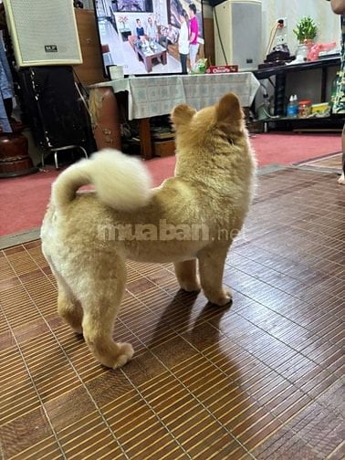 chó fox sóc vàng thuần chủng, mắt to tròn đen nháy
