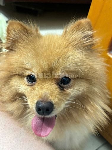 chó fox sóc vàng thuần chủng, mắt to tròn đen nháy
