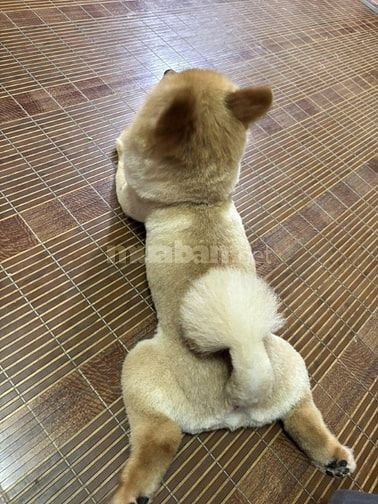 chó fox sóc vàng thuần chủng, mắt to tròn đen nháy