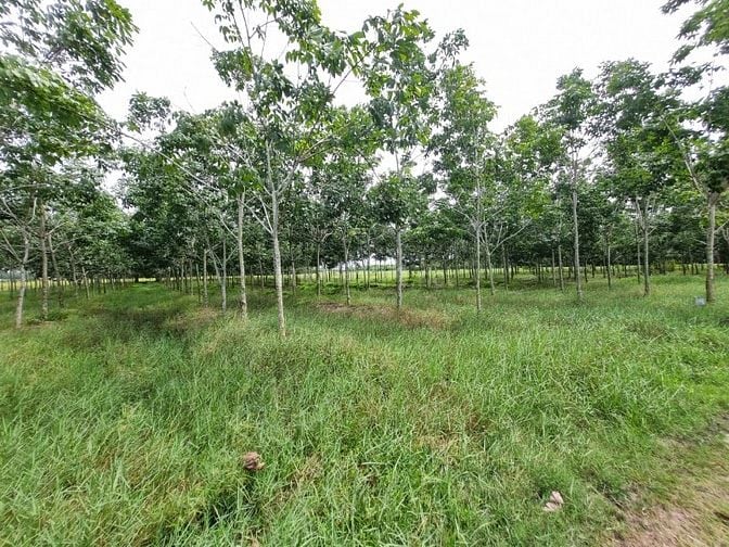 Hơn 6000m2 đất ngay khu dân cư, cách nhựa 70m. 1,8 tỷ 