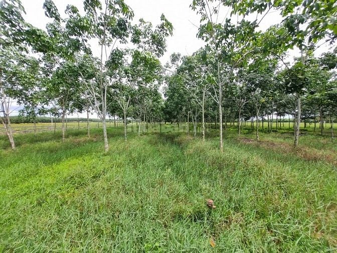 Hơn 6000m2 đất ngay khu dân cư, cách nhựa 70m. 1,8 tỷ 