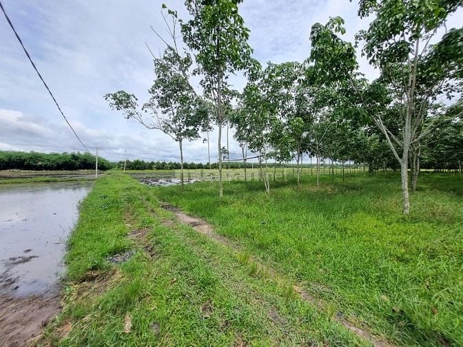 Hơn 6000m2 đất ngay khu dân cư, cách nhựa 70m. 1,8 tỷ 