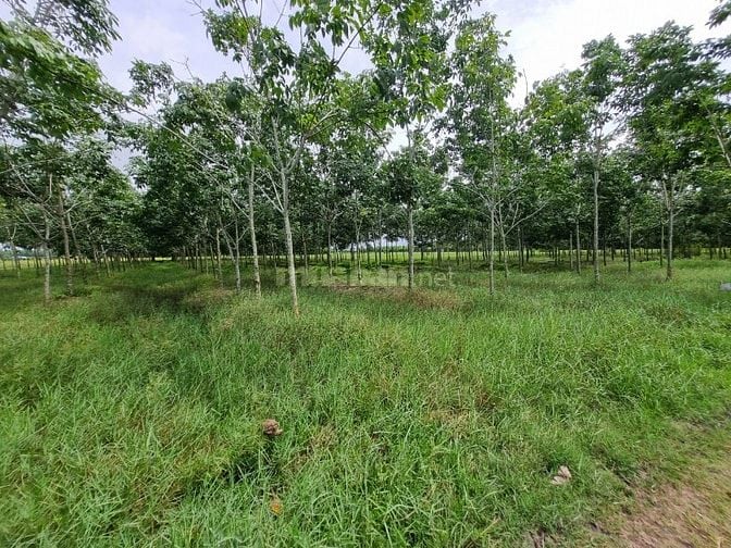 Hơn 6000m2 đất ngay khu dân cư, cách nhựa 70m. 1,8 tỷ 