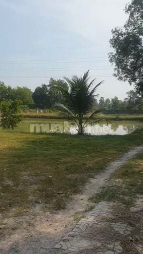 cho thuê lâu dài đất có sẳn ao tiện chăn nuôi kinh doanh dv 10.000m2