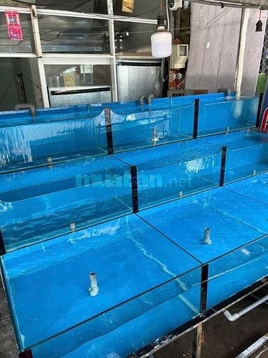 sang lại vựa hải sản cho ace tâm huyểt.