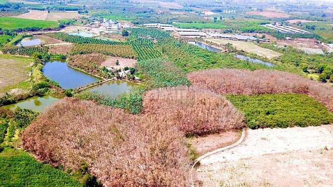 1600m2 mt hơn 80m Phú Ngọc đường ô tô giá 790tr