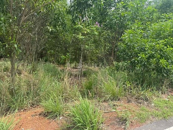 🏡 BÁN ĐẤT MẶT TIỀN ĐƯỜNG 768 – VĨNH AN, VĨNH CỬU 