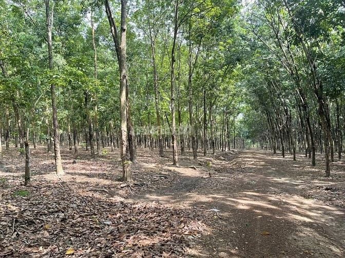 Nhà Đất Tiến Hưng Đồng Xoài Bình Phước