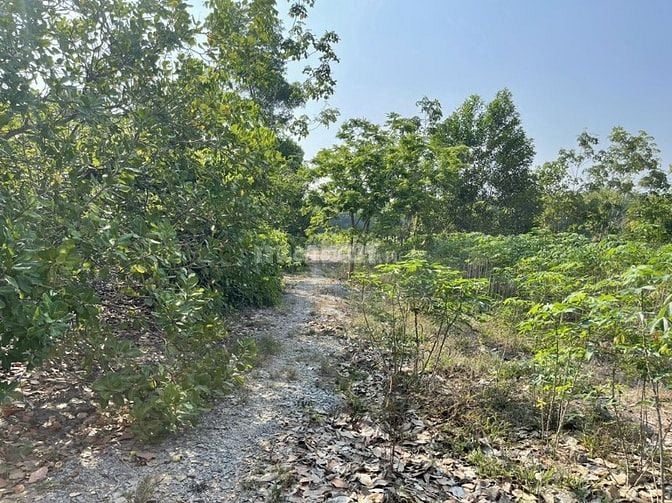 Nhà Đất TT Tân Phú Đồng Phú Bình Phước 