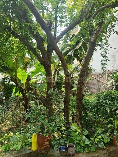 ngõ 293 Ngọc Thuỵ, Đất vuông vức, sổ đỏ chính chủ, liên hệ chính chủ