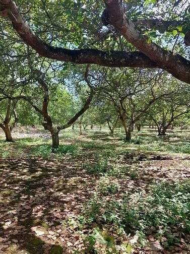 Chỉ với 600 triệu – Sở hữu ngay lô đất vườn 1350m² tại Thống Nhất, Đồn