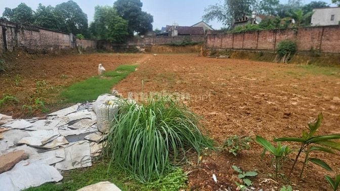 Cần bán gấp đất 1.154m2 đất thổ cư mặt tiền 25.5m đg Lạc Hồng Việt Trì