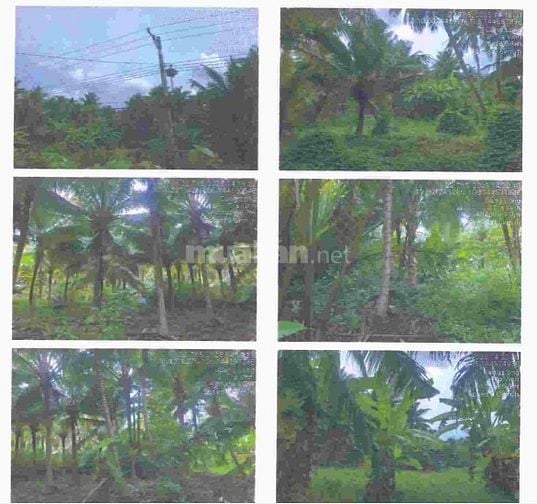 Bán 300m2 ONT+4.992,3m2 CLN tại Số 5, xã Mỹ Cẩm, Càng Long, Trà Vinh