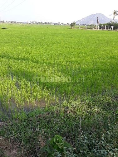 Cần bán đất trồng cây lâu năm xây nhà được 0364340843 Chị Này chínhchu