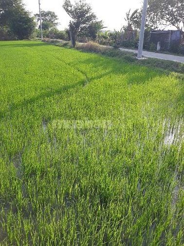 Cần bán đất trồng cây lâu năm xây nhà được 0364340843 Chị Này chínhchu