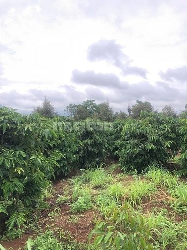 Bán nhà, đất rẫy vườn cà phê, sầu riêng 4.2 tỷ, Chư Prông, Gia Lai.