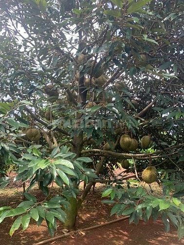 Bán nhà, đất rẫy vườn cà phê, sầu riêng 4.2 tỷ, Chư Prông, Gia Lai.