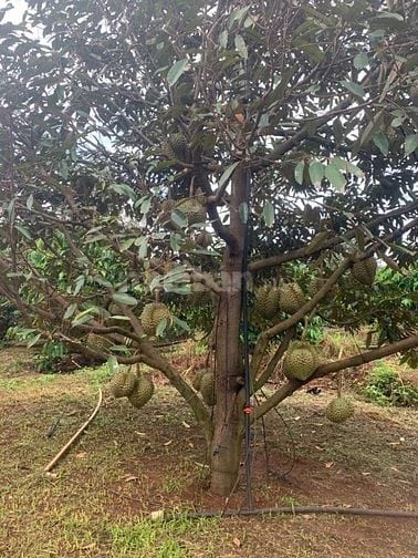 Bán nhà, đất rẫy vườn cà phê, sầu riêng 4.2 tỷ, Chư Prông, Gia Lai.