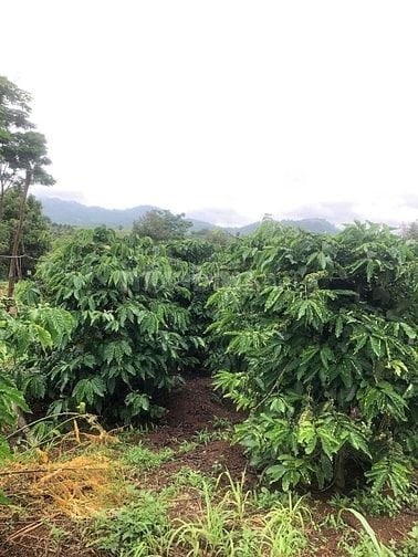 Bán nhà, đất rẫy vườn cà phê, sầu riêng 4.2 tỷ, Chư Prông, Gia Lai.