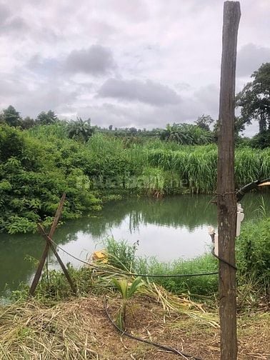 Bán nhà, đất rẫy vườn cà phê, sầu riêng 4.2 tỷ, Chư Prông, Gia Lai.