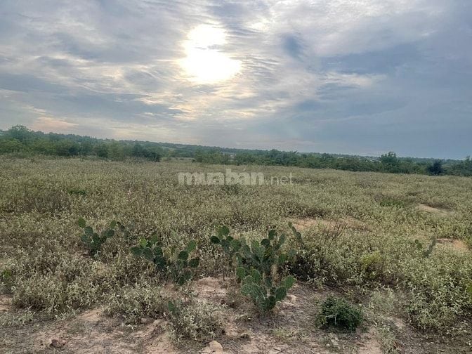 Bán 6640m2 giá 3,2 tỷ, sổ đỏ, gần khu du lịch Mũi Dinh, Ninh Thuận