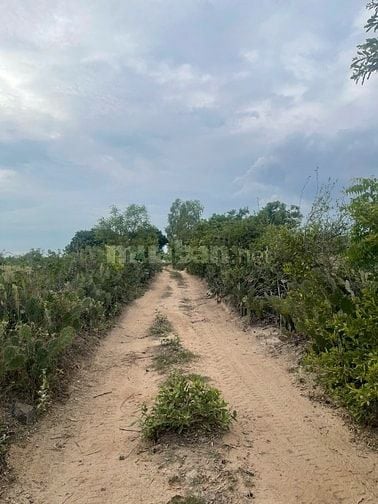Bán 6640m2 giá 3,2 tỷ, sổ đỏ, gần khu du lịch Mũi Dinh, Ninh Thuận