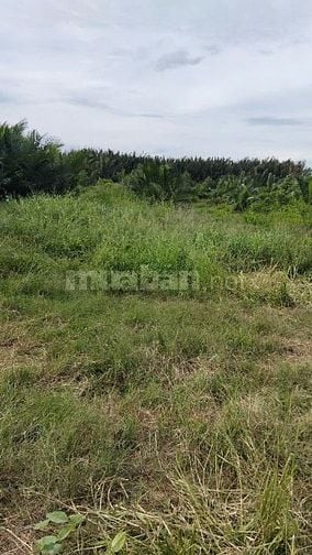 BÁN ĐẤT ĐƯỜNG GÒ ME, HIỆP PHƯỚC, NHÀ BÈ, S=670M2, GIÁ BÁN 850 TRIỆU