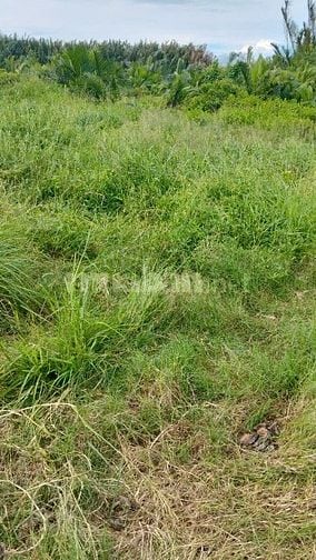 BÁN ĐẤT ĐƯỜNG GÒ ME, HIỆP PHƯỚC, NHÀ BÈ, S=670M2, GIÁ BÁN 850 TRIỆU