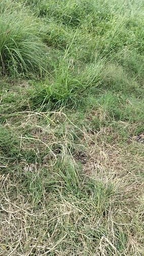 BÁN ĐẤT ĐƯỜNG GÒ ME, HIỆP PHƯỚC, NHÀ BÈ, S=670M2, GIÁ BÁN 850 TRIỆU