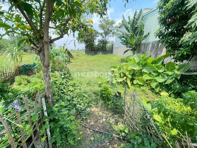 CẦN BÁN GẤP ĐẤT THỔ CƯ 337m2 ĐƯỜNG NGUYỄN THỊ CẨM , XÃ TÂN PHÚ TRUNG
