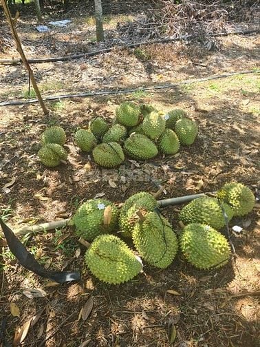 Cho thuê đất trống CLN tại Xã An Long, Tp. Hồ Chí Minh giá 20tr DT 4,5