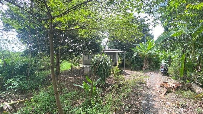 Bán Vườn 2469m2 TẶNG Căn Nhà 120m2, Nhơn Nghĩa, Phong Điền, Cần Thơ
