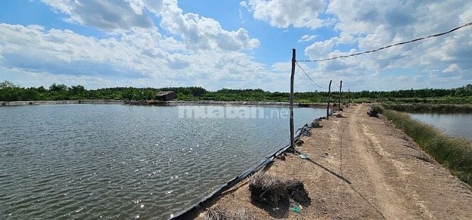 BÁN GẤP, HÀNG HIẾM 1.036,4m2 đất Bình Khánh dưới 1 tỷ trọn sổ, Cần Giờ