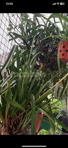 Cho thuê căn hộ sân vườn SDU 143 Trần Phú, Hà Đông 70m2+15m2 sân vườn