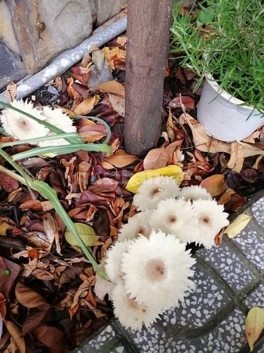 Chỉ 157Triệu/m2- 2 Toà Biệt Thự T.T Q.Bình Thạnh