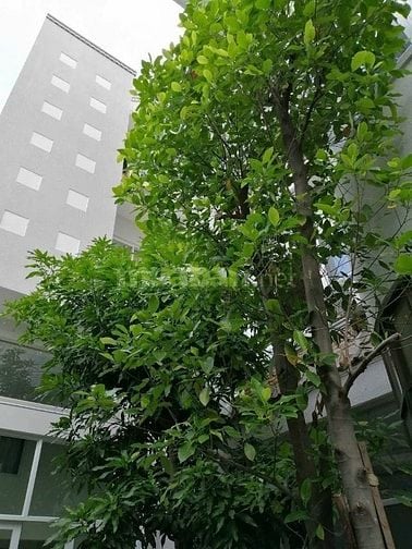 Chỉ 157Triệu/m2- 2 Toà Biệt Thự T.T Q.Bình Thạnh