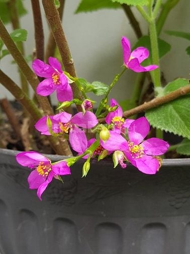 Bán nhà đường Bình Quới(Thanh Đa).F28.Q.BT