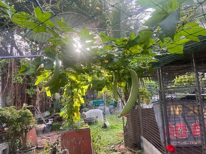 Bán đất vườn, nhà vườn, Đa Phước, Bình Chánh