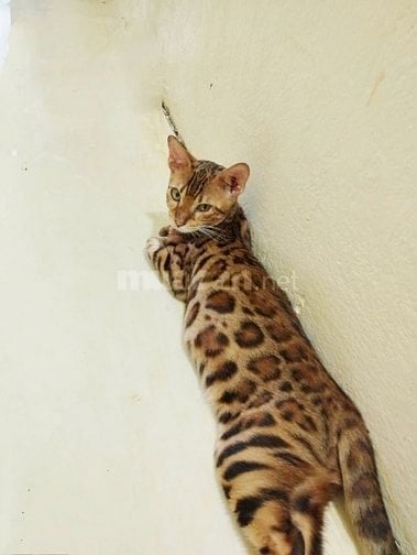 Xả mèo bengal nhà trồng giá rẻ