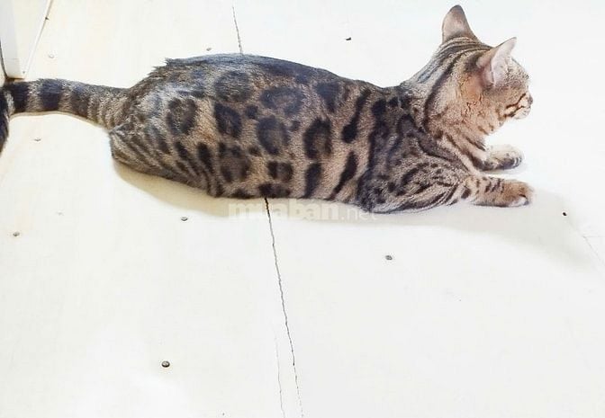 Xả mèo bengal nhà trồng giá rẻ