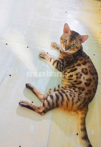 Xả mèo bengal nhà trồng giá rẻ