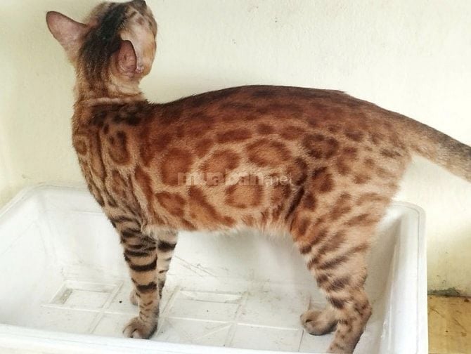 Xả mèo bengal nhà trồng giá rẻ