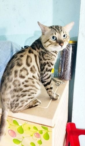 Xả mèo bengal nhà trồng giá rẻ
