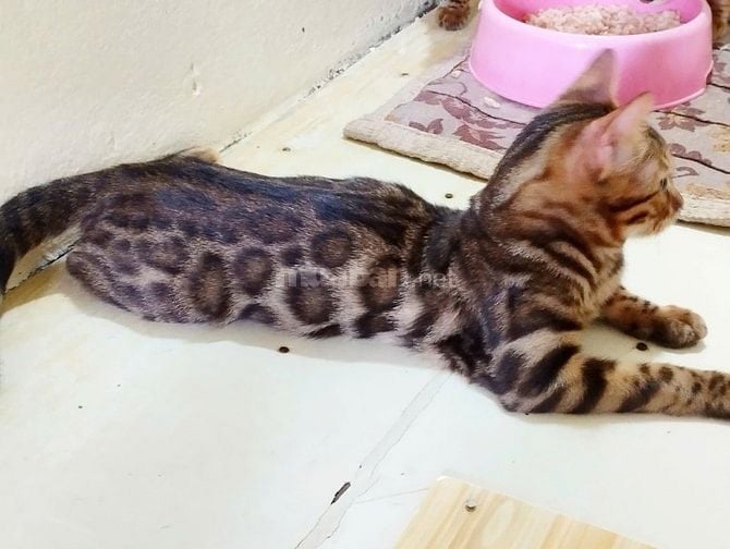 Xả mèo bengal nhà trồng giá rẻ