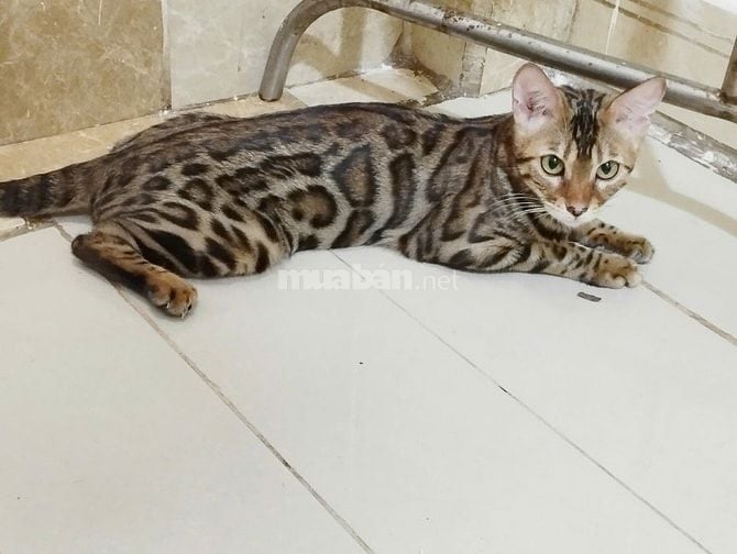Xả mèo bengal nhà trồng giá rẻ