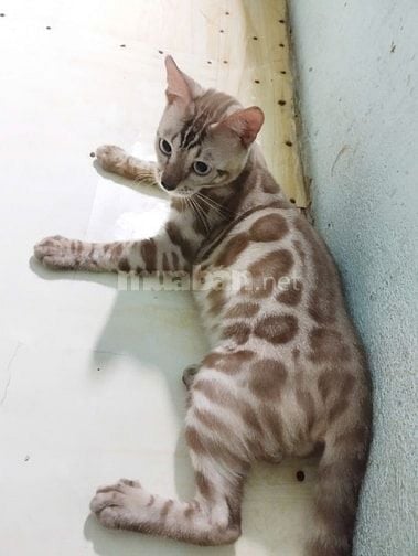 Xả mèo bengal nhà trồng giá rẻ