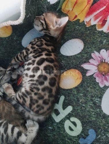 Xả mèo bengal nhà trồng giá rẻ