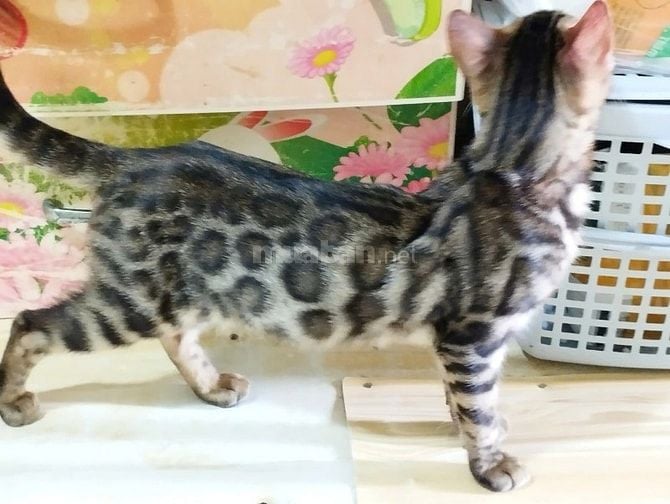 Xả mèo bengal nhà trồng giá rẻ