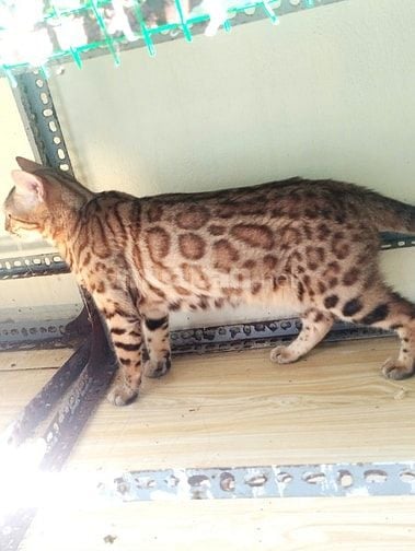 Xả mèo bengal nhà trồng giá rẻ