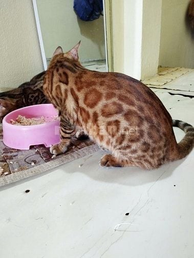 Xả mèo bengal nhà trồng giá rẻ
